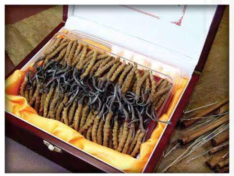 宾阳冬虫夏草回收